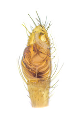 Rhomphaea sp. "Chocolate Chips" © Paul Ng  • Male Palp • Ventral • ♂ • Adult